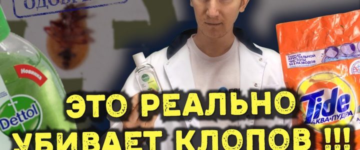 Уничтожение клопов в квартире — эффективные способы борьбы на дому